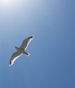 Seagull in flight